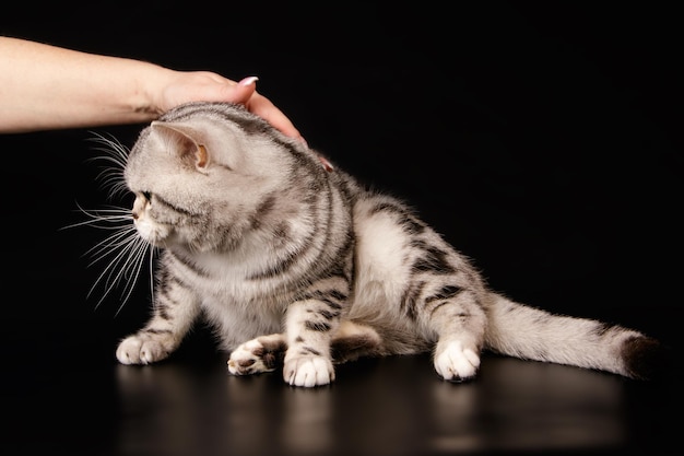 Studiofotografie einer amerikanischen Kurzhaarkatze auf farbigem Hintergrund