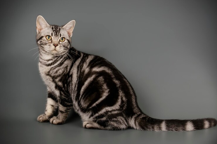 Studiofotografie einer amerikanischen Kurzhaarkatze auf farbigem Hintergrund