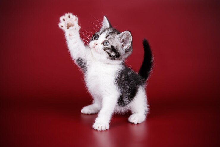 Studiofotografie einer amerikanischen Kurzhaarkatze auf farbigem Hintergrund