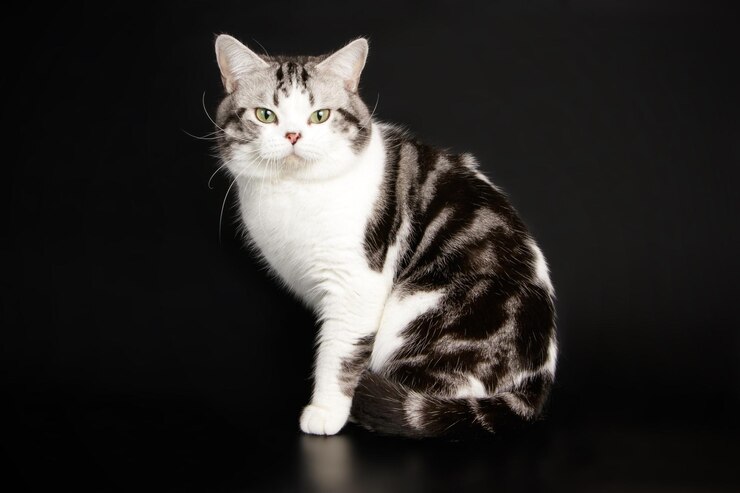 Studiofotografie einer amerikanischen Kurzhaarkatze auf farbigem Hintergrund