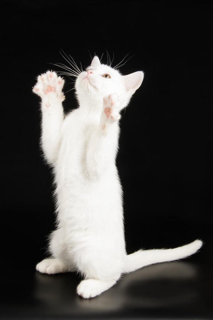 Studiofotografie einer amerikanischen Kurzhaarkatze auf farbigem Hintergrund