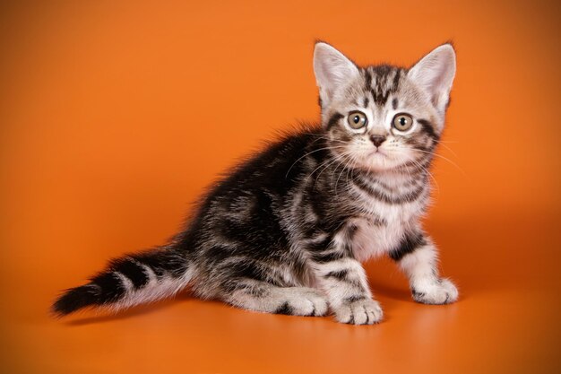 Studiofotografie einer amerikanischen Kurzhaarkatze auf farbigem Hintergrund