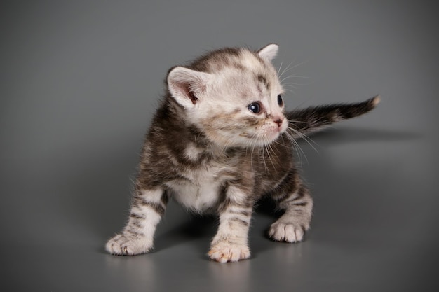 Studiofotografie einer amerikanischen Kurzhaarkatze auf farbigem Hintergrund