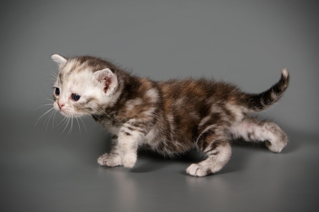 Studiofotografie einer amerikanischen Kurzhaarkatze auf farbigem Hintergrund