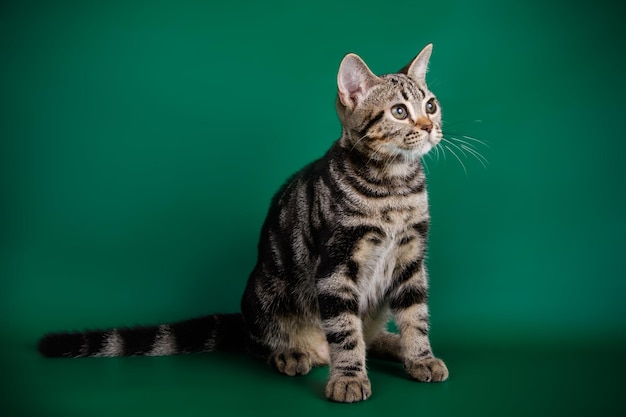 Studiofotografie einer amerikanischen Kurzhaarkatze auf farbigem Hintergrund