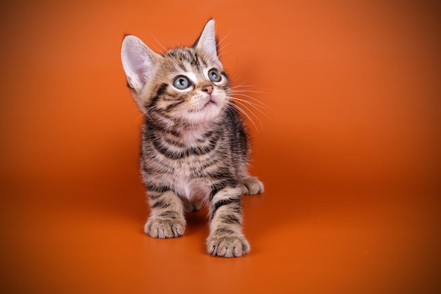 Studiofotografie einer amerikanischen Kurzhaarkatze auf farbigem Hintergrund