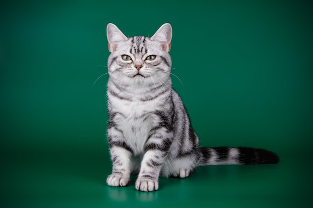 Studiofotografie einer amerikanischen Kurzhaarkatze auf farbigem Hintergrund