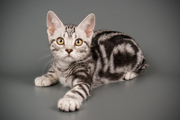 Studiofotografie einer amerikanischen Kurzhaarkatze auf farbigem Hintergrund