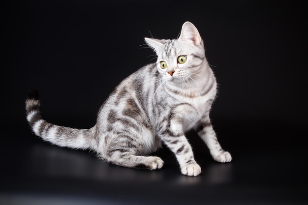 Studiofotografie einer amerikanischen Kurzhaarkatze auf farbigem Hintergrund