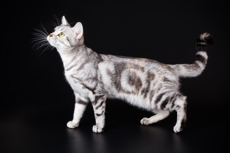 Studiofotografie einer amerikanischen Kurzhaarkatze auf farbigem Hintergrund
