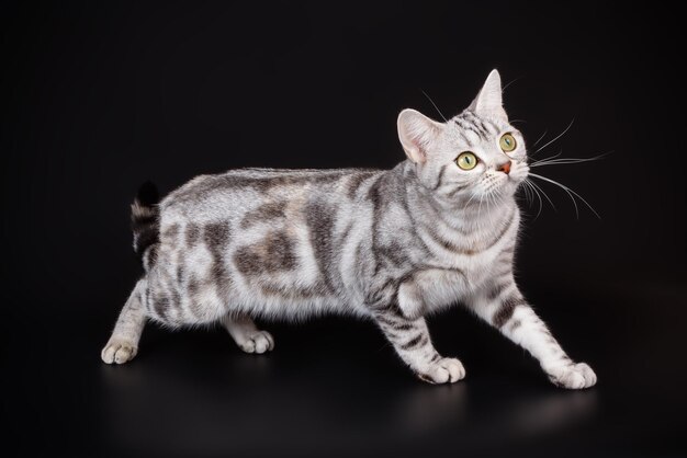 Studiofotografie einer amerikanischen Kurzhaarkatze auf farbigem Hintergrund