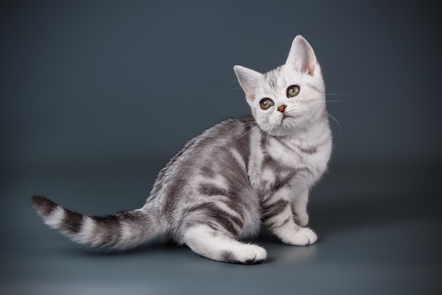 Studiofotografie einer amerikanischen Kurzhaarkatze auf farbigem Hintergrund