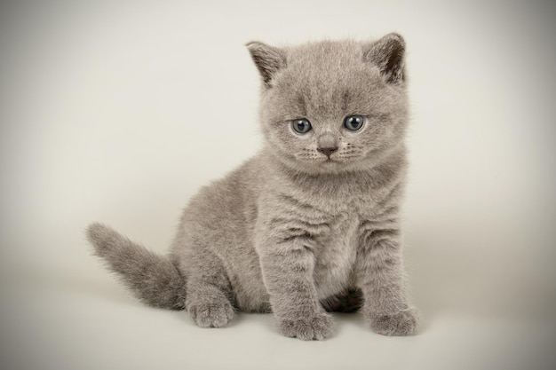 Studiofotografie einer britischen Kurzhaarkatze auf farbigem Hintergrund