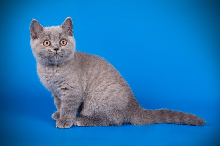 Studiofotografie einer britischen Kurzhaarkatze auf farbigem Hintergrund
