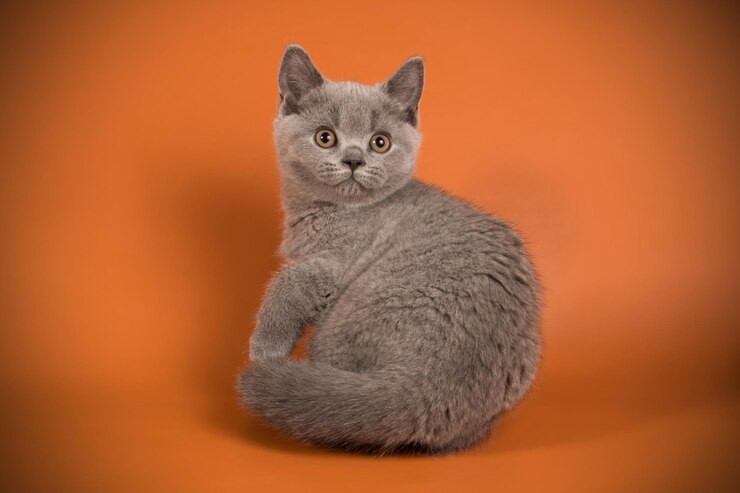 Studiofotografie einer britischen Kurzhaarkatze auf farbigem Hintergrund