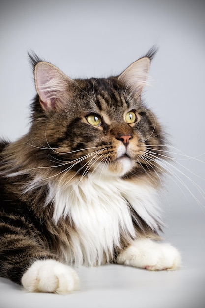 Studiofotografie einer Maine Coon Katze auf farbigem Hintergrund