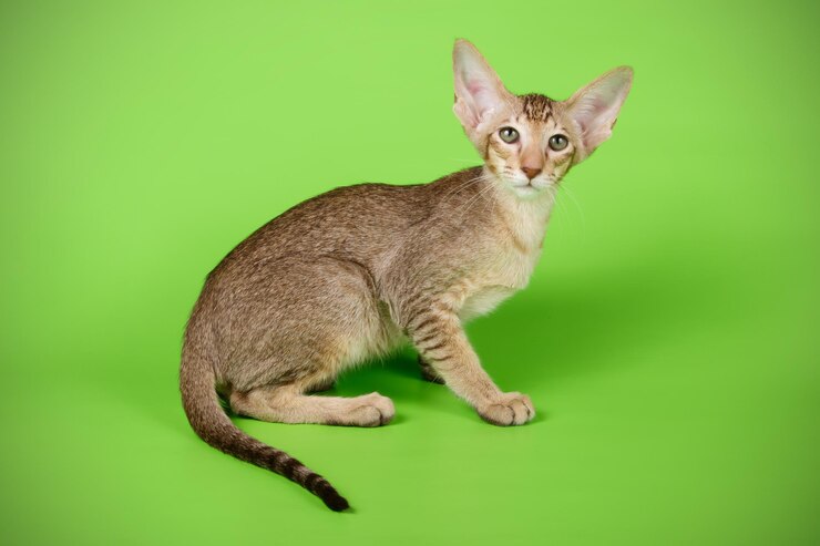 Studiofotografie einer orientalischen Katze auf farbigem Hintergrund
