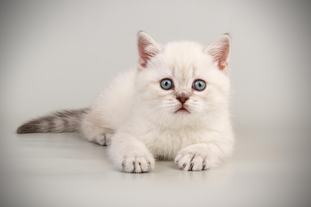 Studiofotografie einer schottischen geraden Kurzhaarkatze auf farbigem Hintergrund