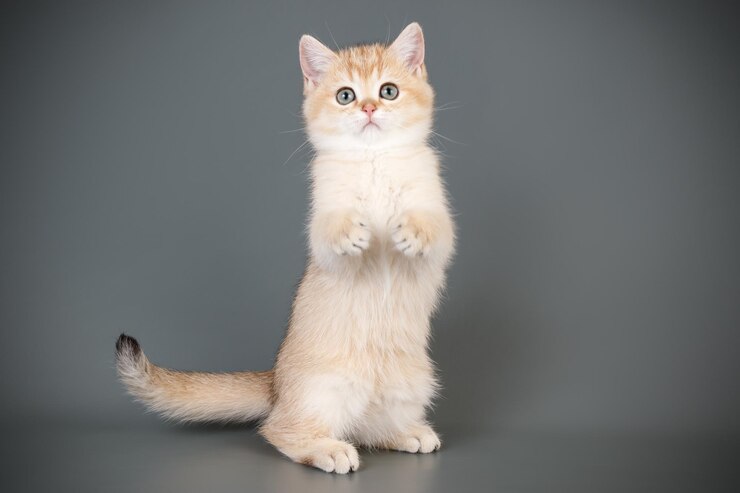 Studiofotografie einer schottischen geraden Kurzhaarkatze auf farbigem Hintergrund