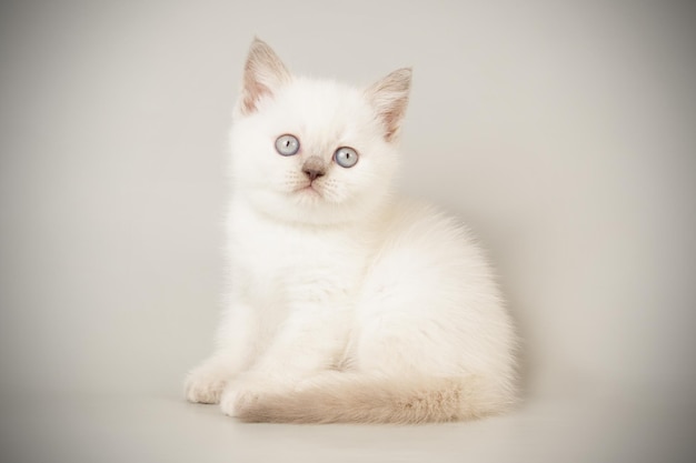 Studiofotografie einer schottischen geraden Kurzhaarkatze auf farbigem Hintergrund