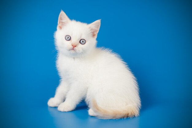 Studiofotografie einer schottischen geraden Kurzhaarkatze auf farbigem Hintergrund