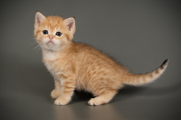 Studiofotografie einer schottischen geraden Kurzhaarkatze auf farbigem Hintergrund