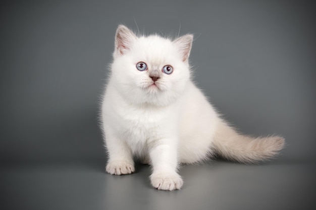 Studiofotografie einer schottischen geraden Kurzhaarkatze auf farbigem Hintergrund