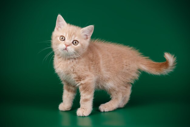 Studiofotografie einer schottischen geraden Kurzhaarkatze auf farbigem Hintergrund