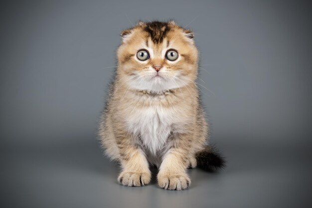 Studiofotografie einer schottischen Kurzhaarkatze auf farbigem Hintergrund