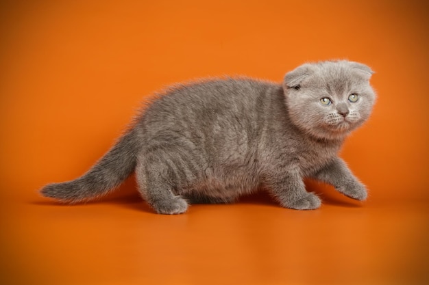 Studiofotografie einer schottischen Kurzhaarkatze auf farbigem Hintergrund