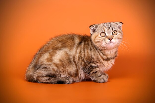 Studiofotografie einer schottischen Kurzhaarkatze auf farbigem Hintergrund