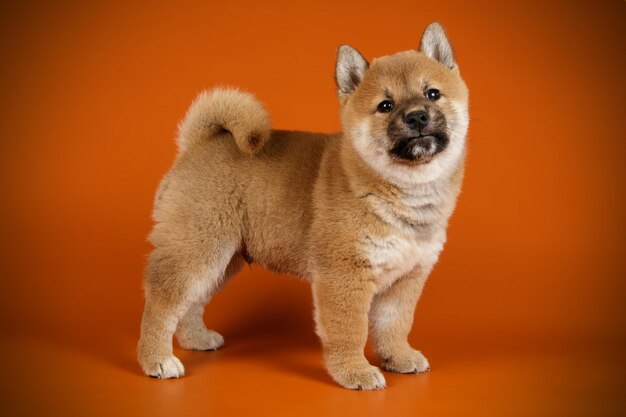 Studiofotografie eines Shiba Inu auf farbigem Hintergrund