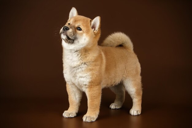 Studiofotografie eines Shiba Inu auf farbigem Hintergrund