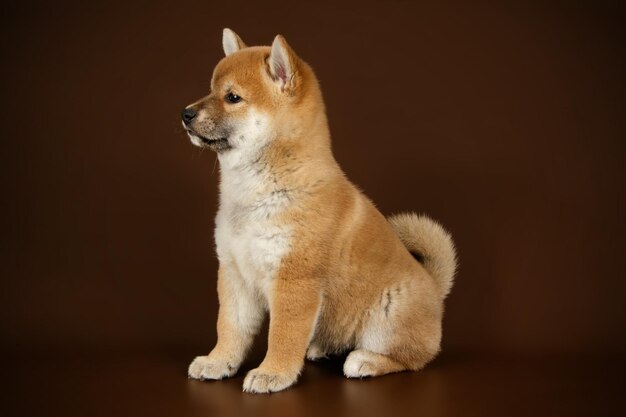Studiofotografie eines Shiba Inu auf farbigem Hintergrund