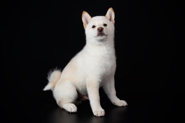 Studiofotografie eines Shiba Inu auf farbigem Hintergrund