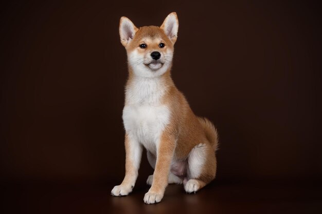 Studiofotografie eines Shiba Inu auf farbigem Hintergrund