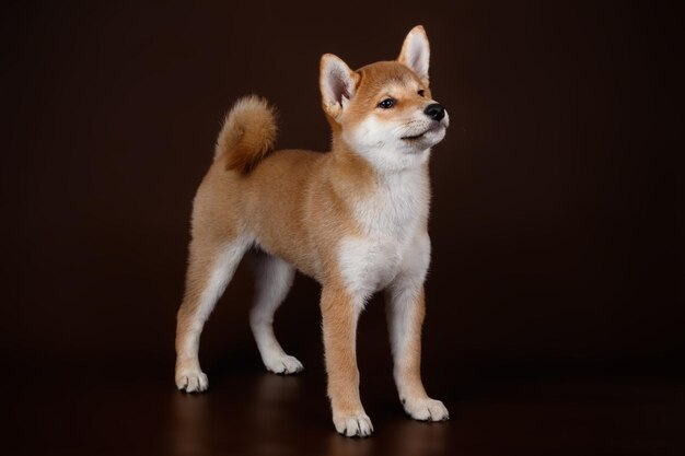 Studiofotografie eines Shiba Inu auf farbigem Hintergrund