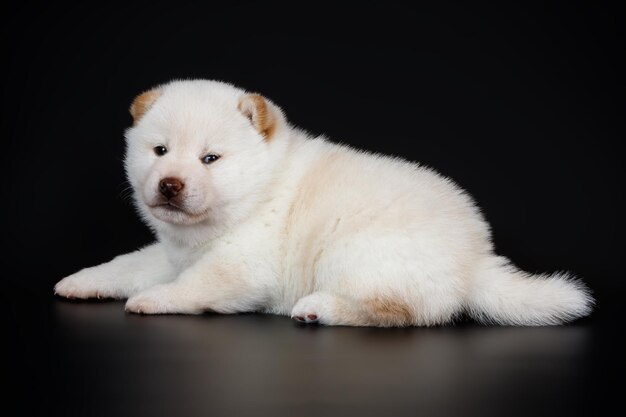 Studiofotografie eines Shiba Inu auf farbigem Hintergrund