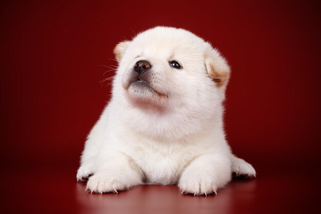 Studiofotografie eines Shiba Inu auf farbigem Hintergrund