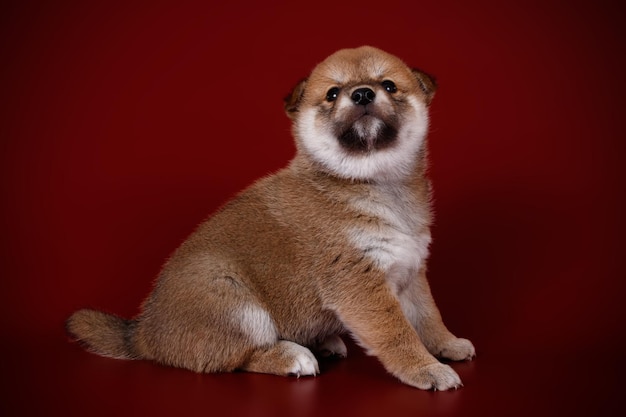 Studiofotografie eines Shiba Inu auf farbigem Hintergrund