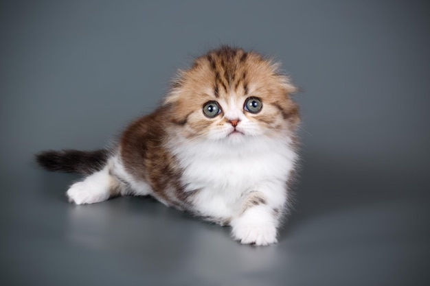 Studiofotografie von Highland Fold Cat auf farbigem Hintergrund