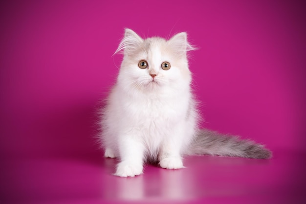Studiofotografie von Highland Straight Cat auf farbigem Hintergrund
