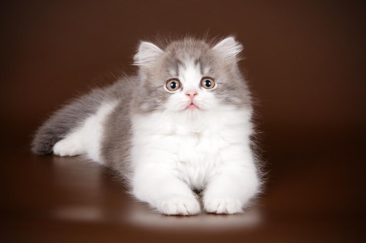 Studiofotografie von Highland Straight Cat auf farbigem Hintergrund