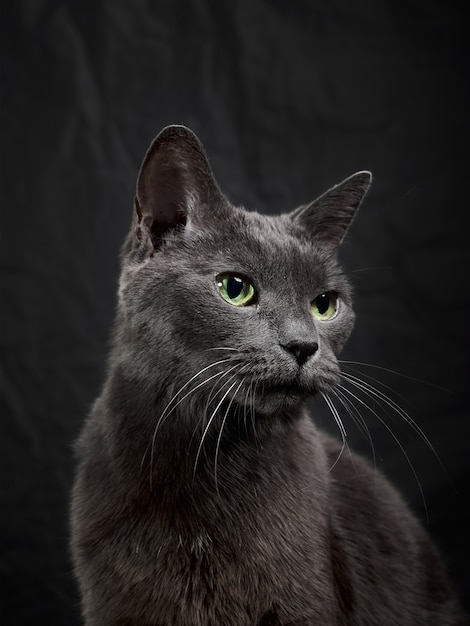 Studioporträt der entspannenden dunkelgrauen Katze auf dunklem Hintergrund in zurückhaltendem