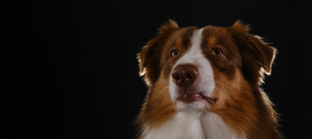 Studioporträt des braunen Australian Shepherd Thoroughbred-Hundes auf dunklem Hintergrundkopf aus nächster Nähe