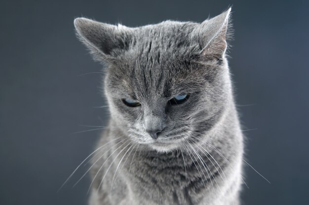 Studioporträt einer schönen grauen Katze auf dunklem Hintergrund. Haustier Säugetier Raubtier