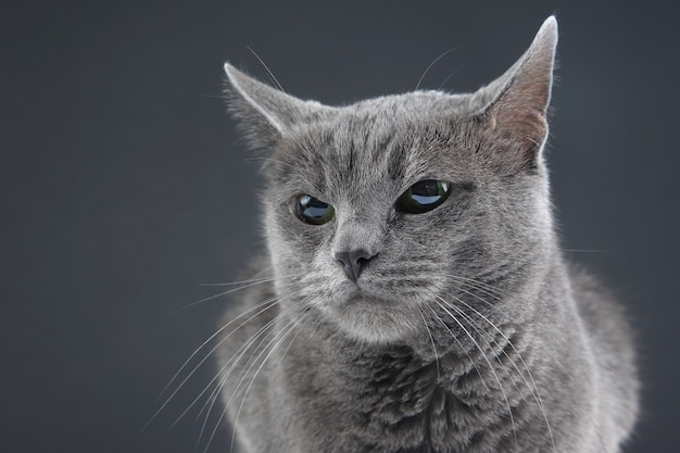 Studioporträt einer schönen grauen Katze auf dunklem Hintergrund. Haustier Säugetier Raubtier