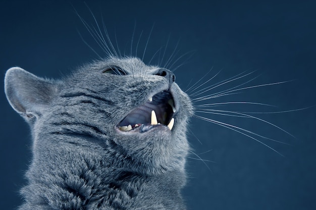 Studioporträt einer schönen grauen Katze mit weit geöffnetem Mund. Zuhause flauschiger Schnurrbart Haustier