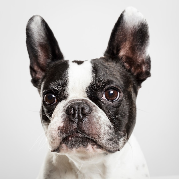 Studioporträt eines ausdrucksstarken Hundes der französischen Bulldogge vor neutralem Hintergrund