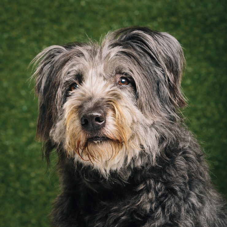 Foto studioporträt eines ausdrucksstarken katalanischen schäferhundes namens gos d'atura vor grünem hintergrund